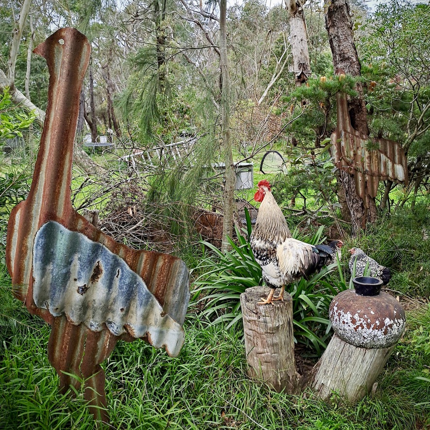 Free range rooster posing for a pic