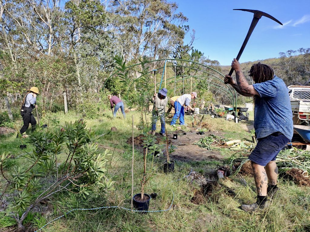 agroforestry in the blue mountains