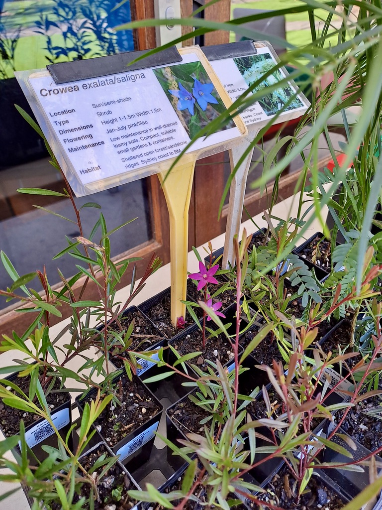 Blue Mountains Conservation Society sold native plants at the event