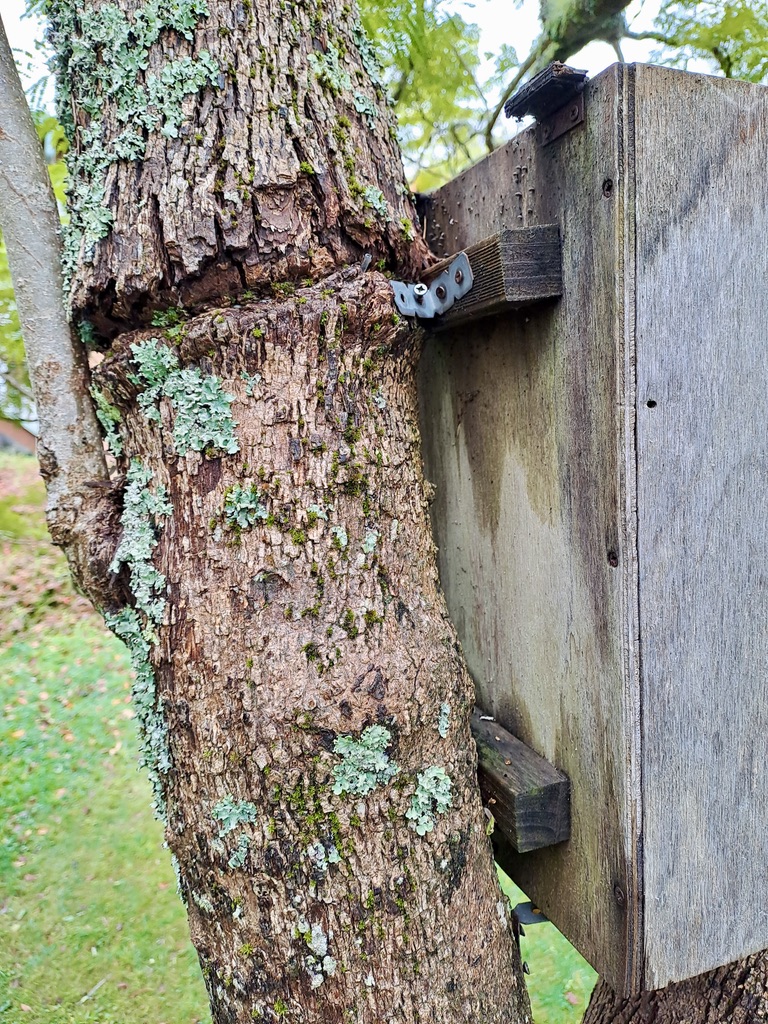 accidental ring-barking from incorrect installation of a nest box
