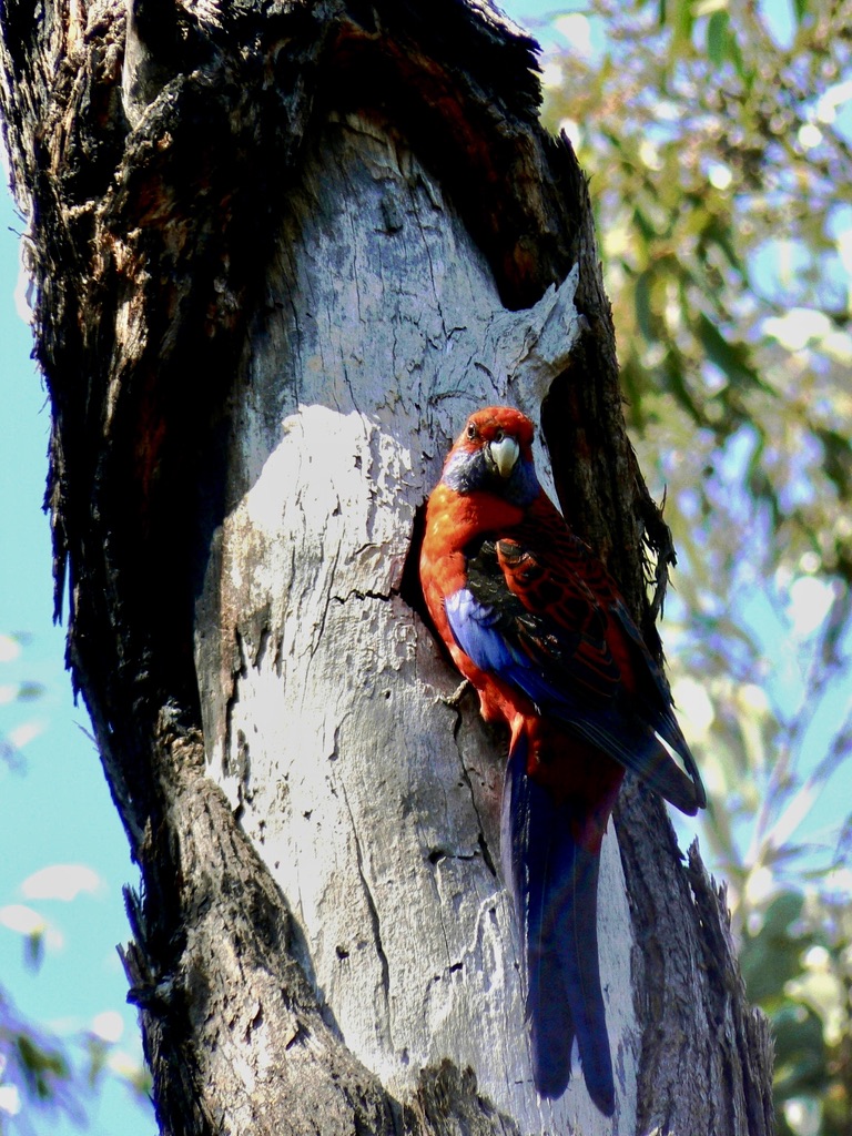 Crimson Rosella using a natural tree hollow