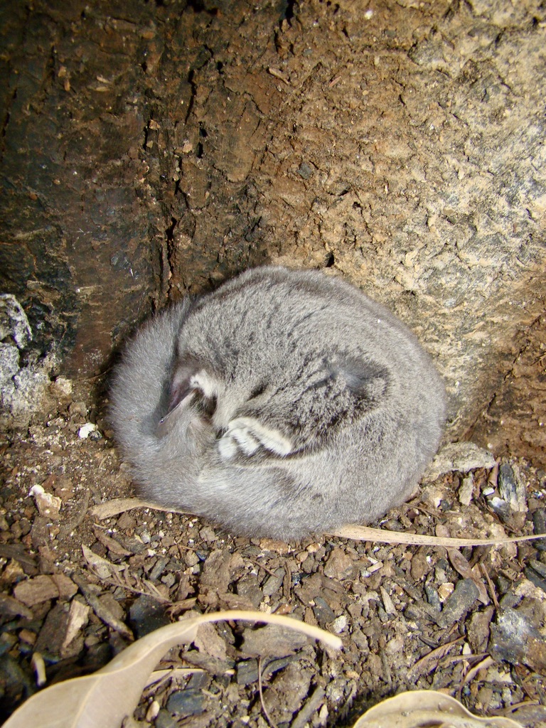 Sugar Glider making a home of a nest box.