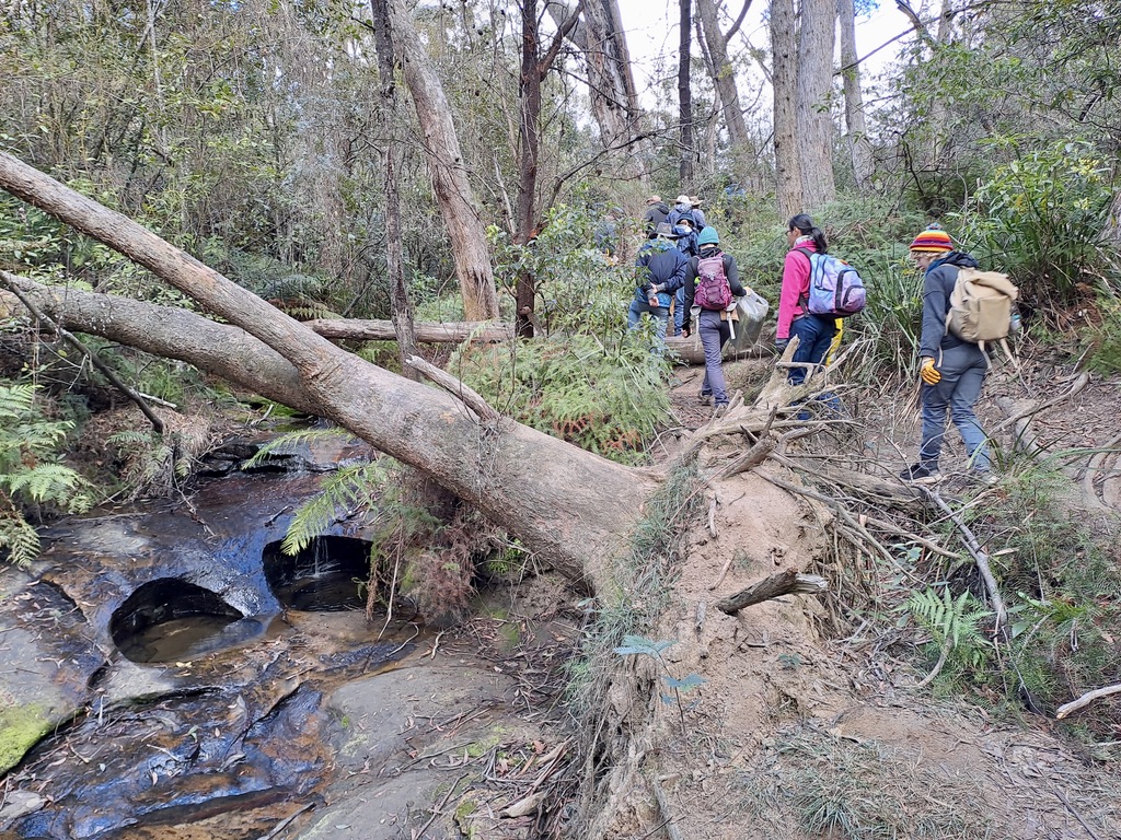 bushcare group