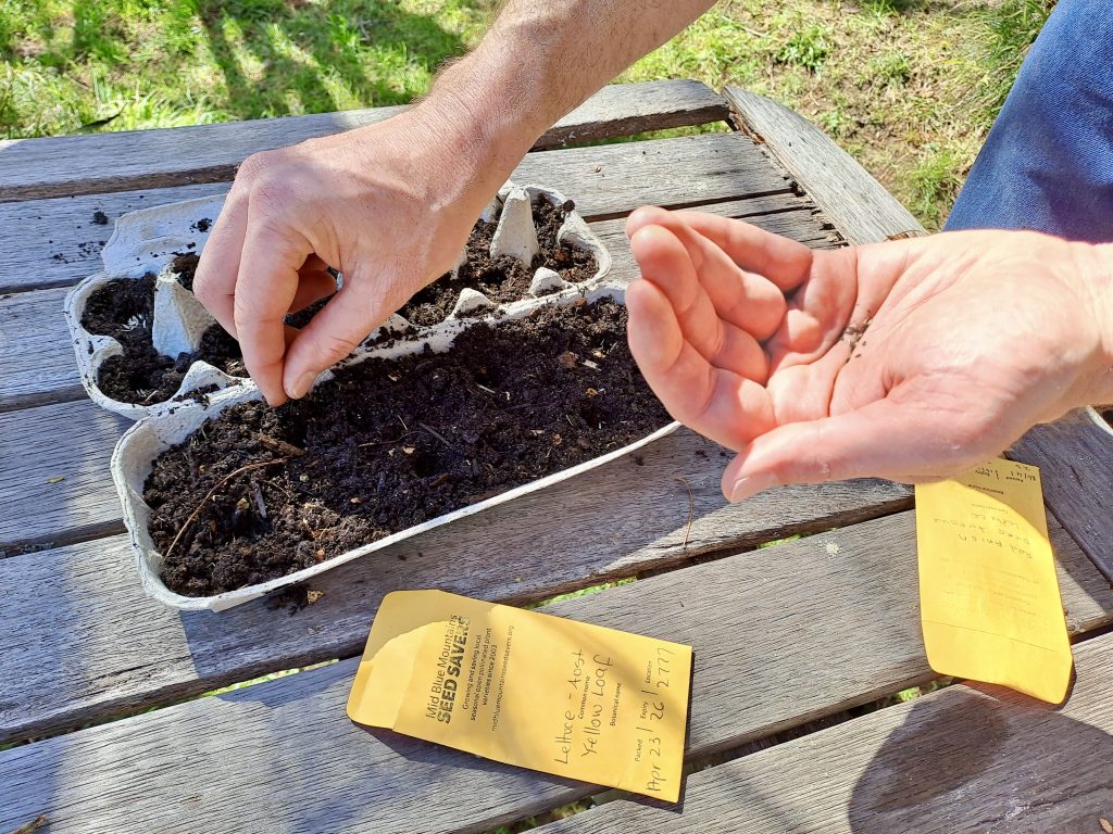 Planting Mid Mountains Seedsaver seeds