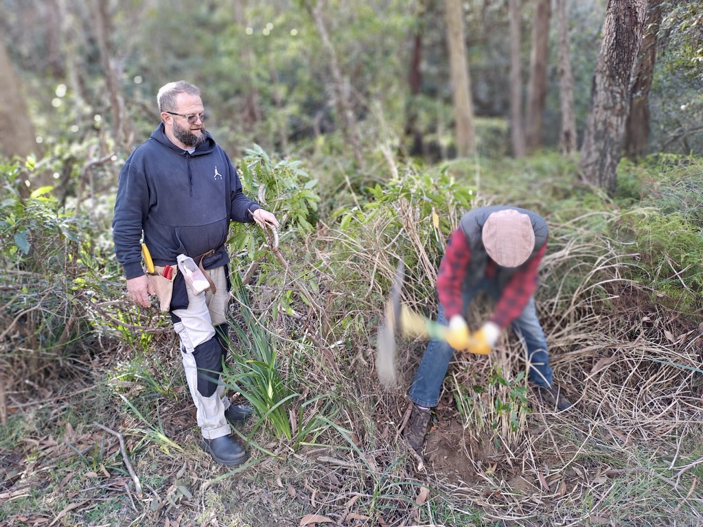 Bushcare Weed Walk and Talk in the blue mountains