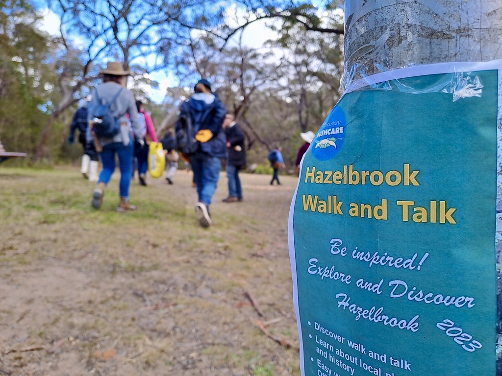 hazelbrook walk and talk