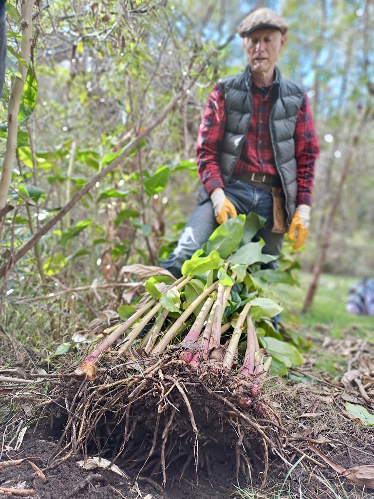 ginger weed