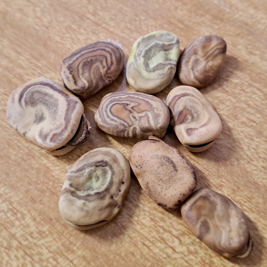 Broad bean seeds