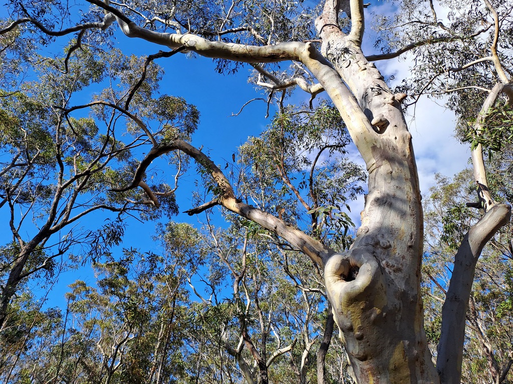 native habitat tree in the blue mountains