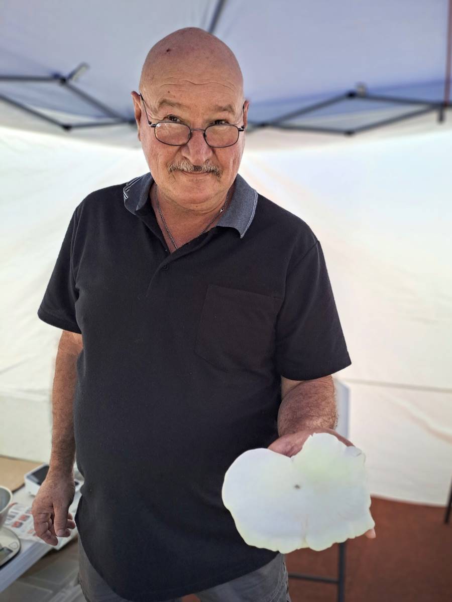 steven from lithgow valley mushrooms