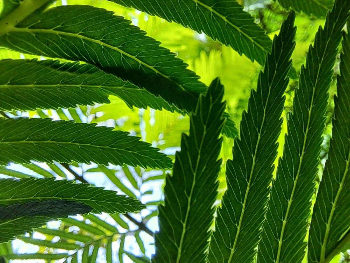 FERNS at minnatonka bullaburra