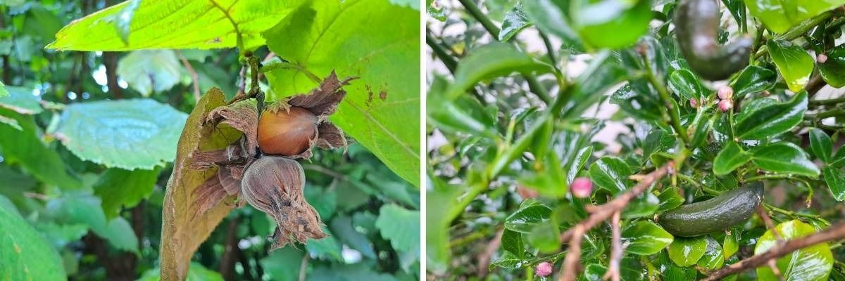 hazelnuts and finger limes