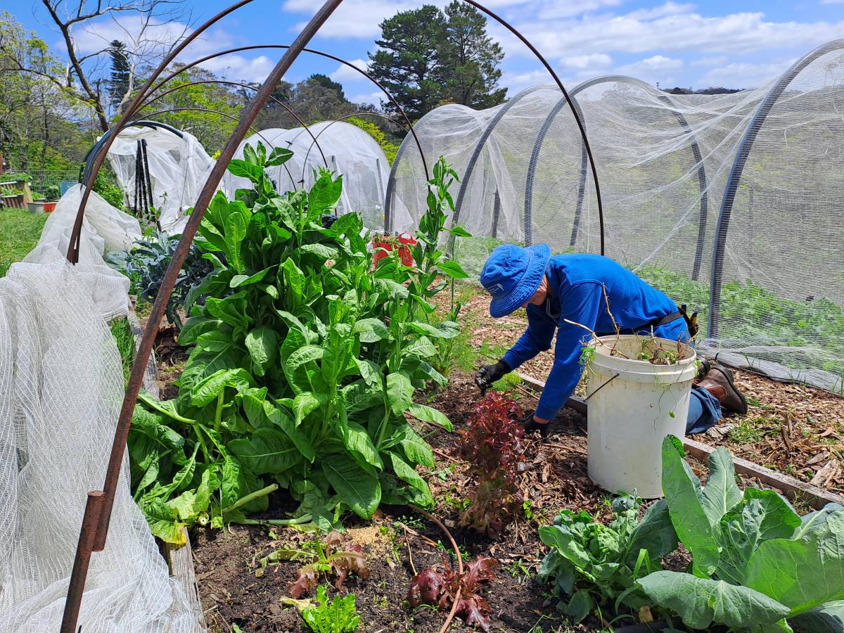 janet weeding at mid mountains community garden