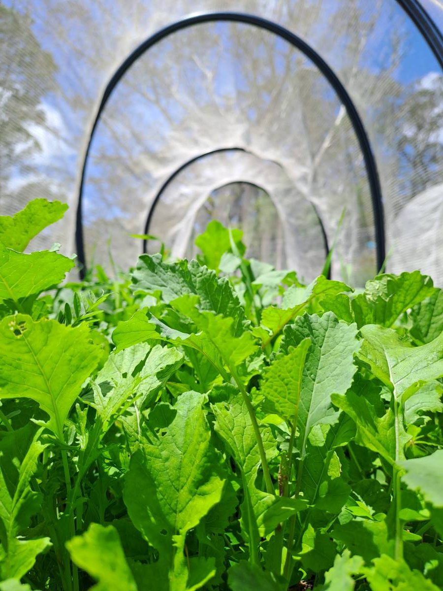 green manure at mid mountains community garden