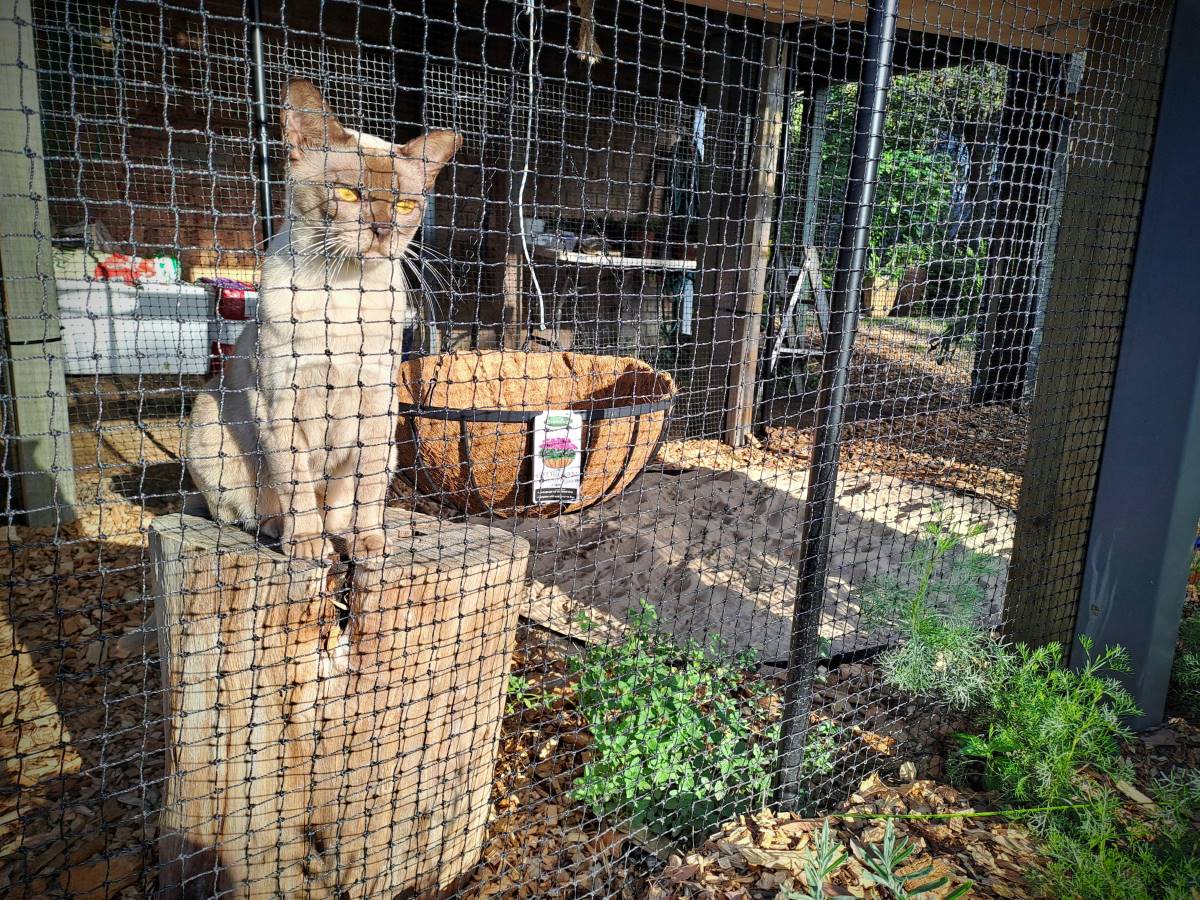 cat patio