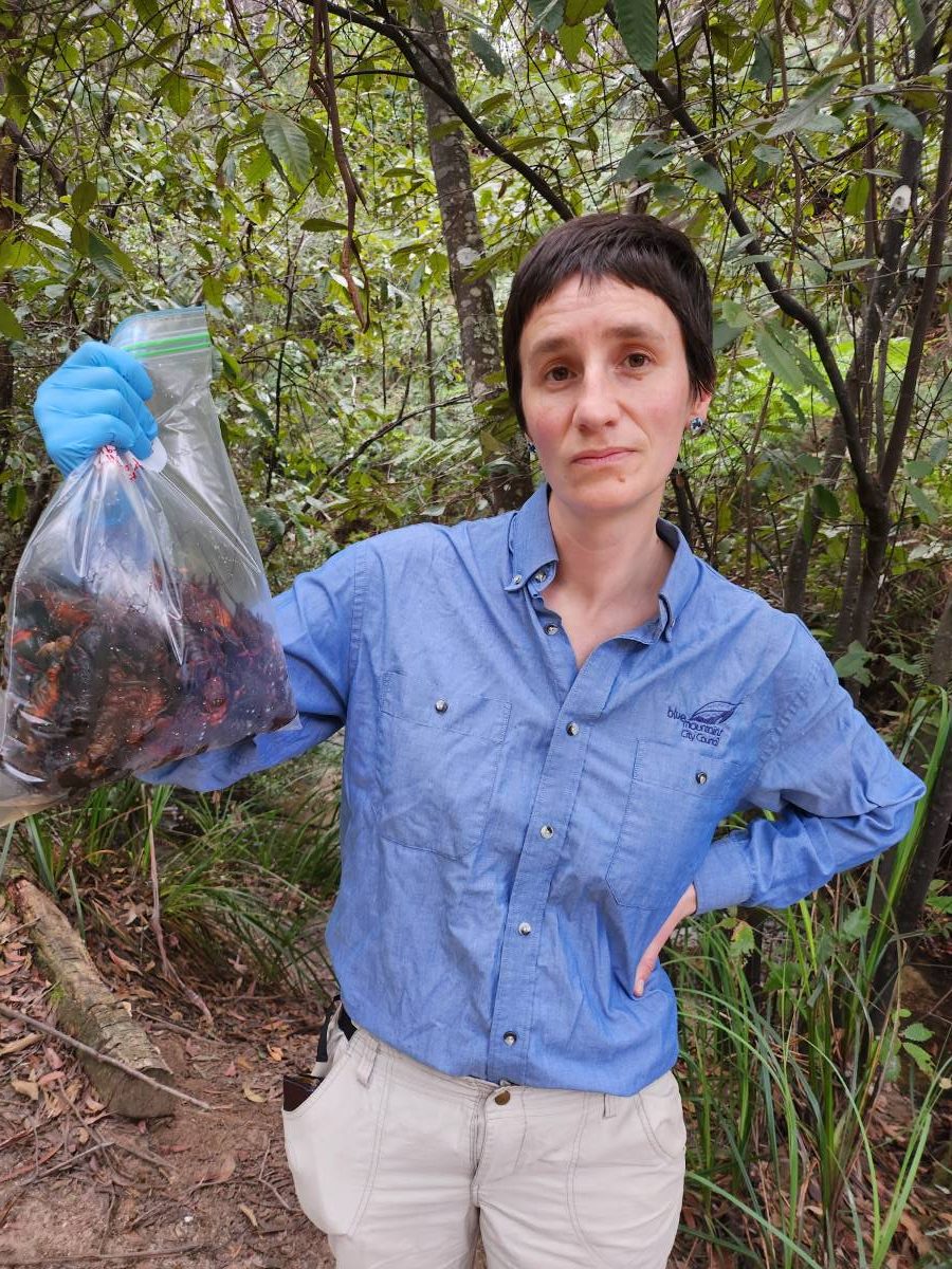 Alice Blackwood collecting crayfish carcasses in Hazelbrook, 2023.