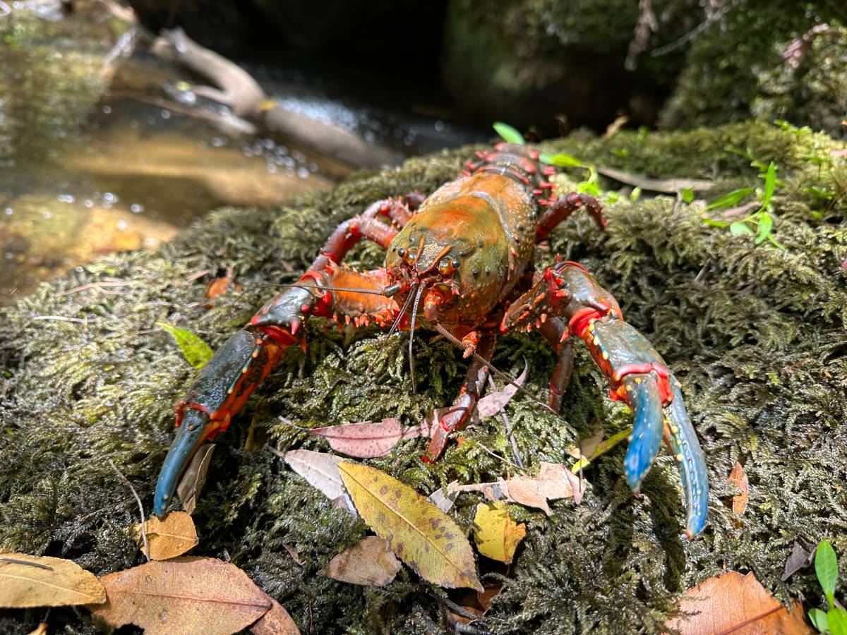 giant spiny crayfish