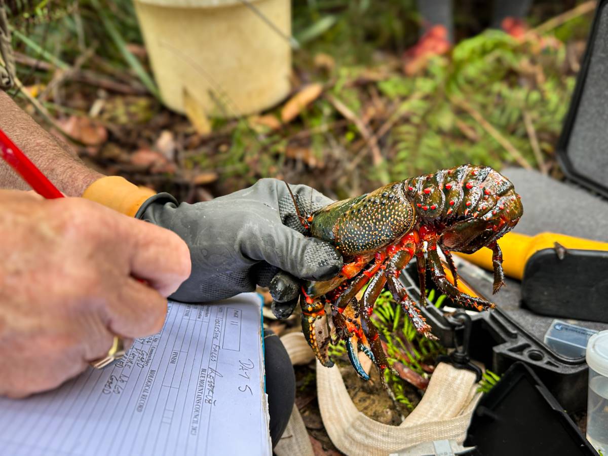 Taking measurements at the recent Blue Mountains Crayfish Survey in Hazelbrook.
