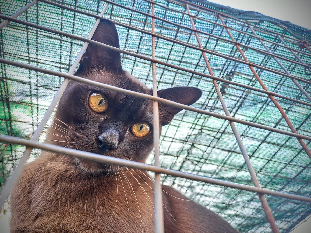 a cat in the blue mountains