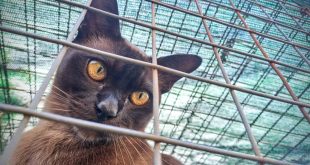 cats in the blue mountains