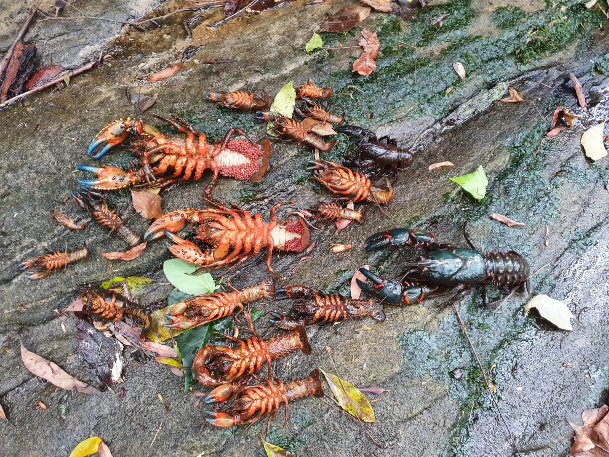 Dead crayfish found after the bifenthrin contamination at a tributary to Hazelbrook Creek, 2023