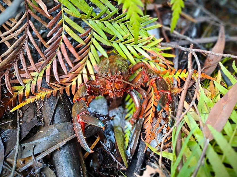 giant spiny crayfish in the blue mountains