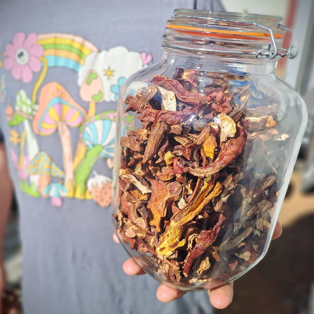 Dried Reishi mushrooms