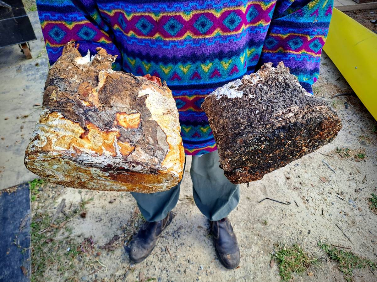 Reishi mycelium blocks at different stages of weathering.