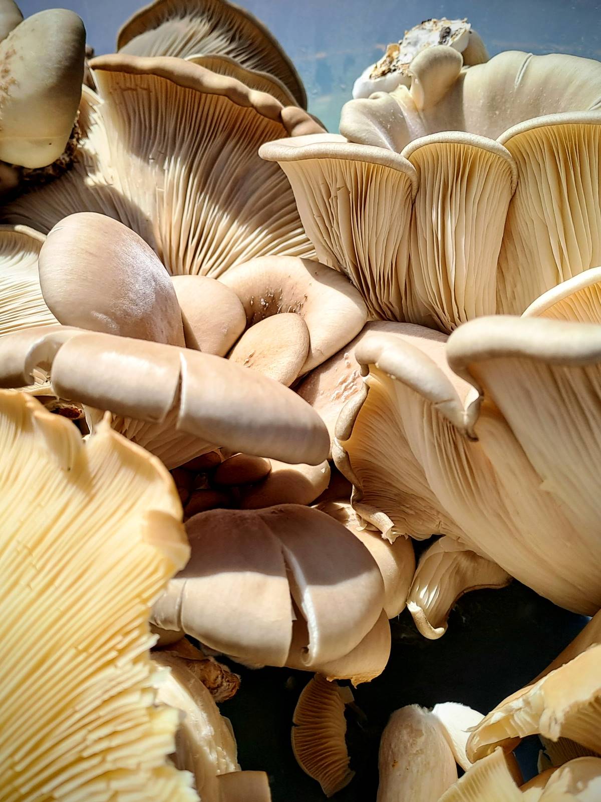 oyster mushrooms at earthrising