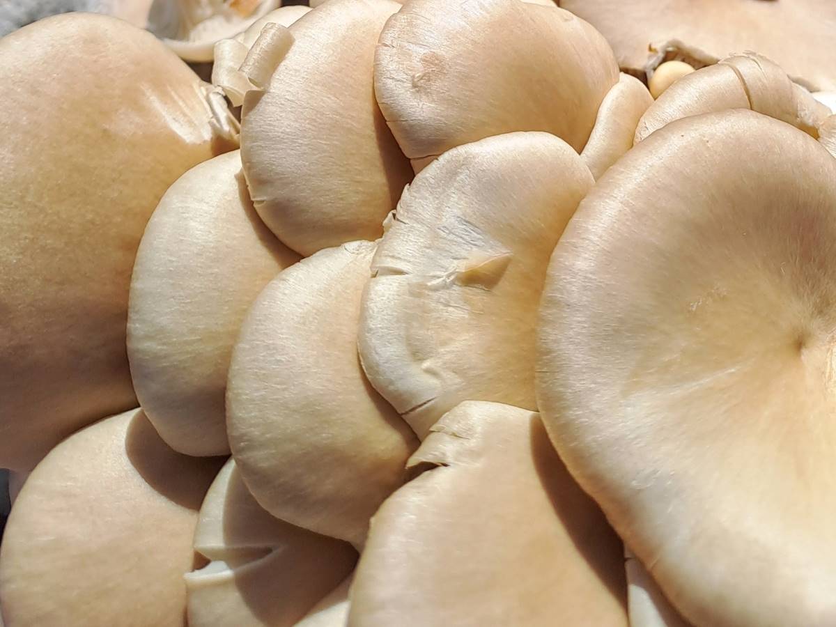 Pearlescent tops of Oyster mushrooms from Earthrising Mushroom Farm.