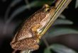 Litoria littlejohni in the Blue Mountains