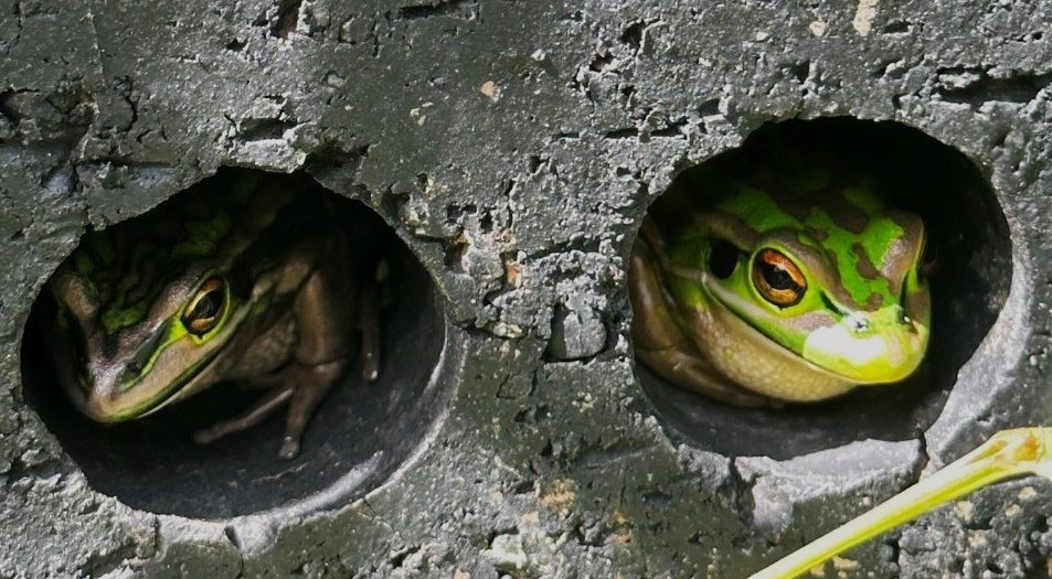 a frog sauna